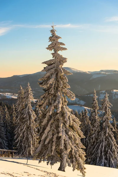 Increíble Vista Naturaleza Con Pinos Cielo Nublado — Foto de Stock