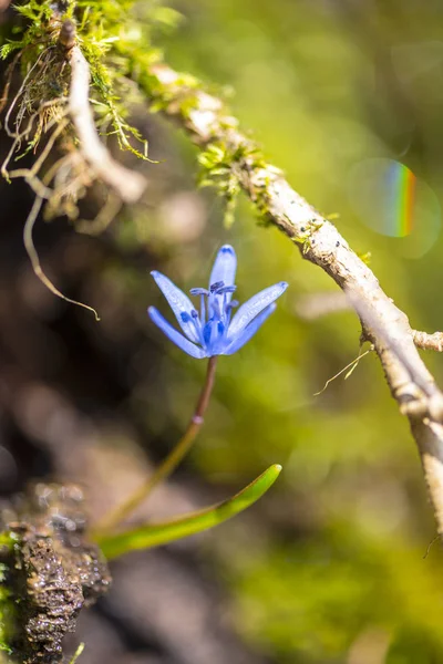 Zbliżenie Niesamowite Kolorowy Kwiat Kwitnący — Zdjęcie stockowe
