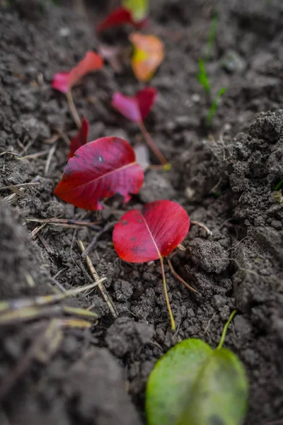 Gevallen Rode Herfst Bladeren Grond — Stockfoto