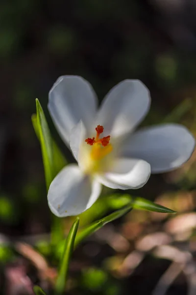 Close Van Verbazingwekkende Kleurrijke Bloeiende Bloem — Stockfoto