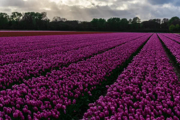 Vista Cênica Tulipas Rosa Florescendo Campo Sob Céu Nublado — Fotografia de Stock