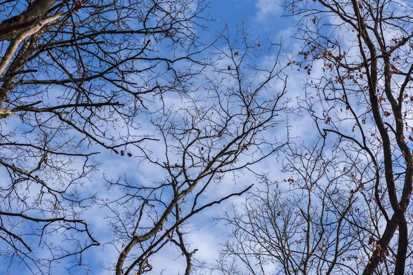 Mavi gökyüzüne karşı çıplak ağaçlar