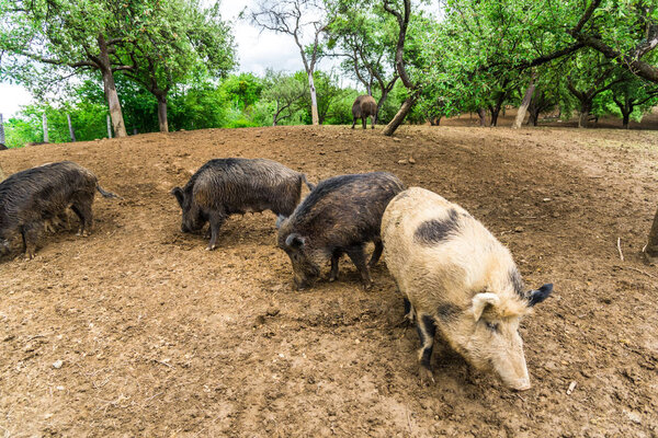 Смешные маленькие кабаны на лесном лугу
