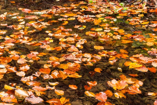 Carjiti Lake Deva Roemenië — Stockfoto