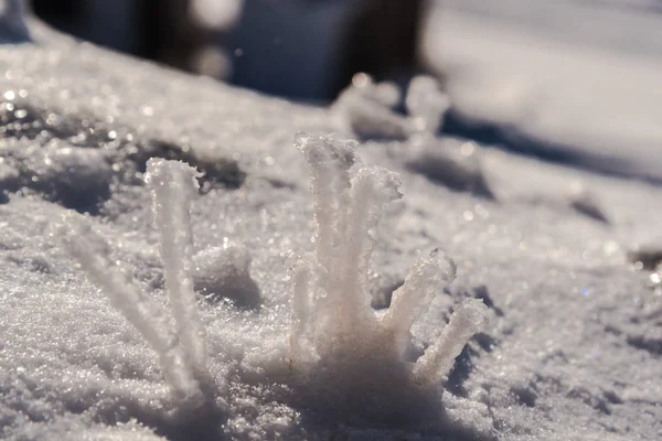 Neve Branca Coberto Planta Terra Estação Inverno — Fotografia de Stock