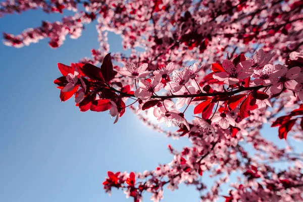 Zbliżenie Niesamowite Kolorowe Kwiaty Kwitnące — Zdjęcie stockowe