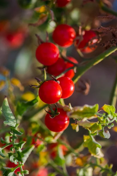 Close Cherry Tomatoes Blurred Background — Stock Photo, Image