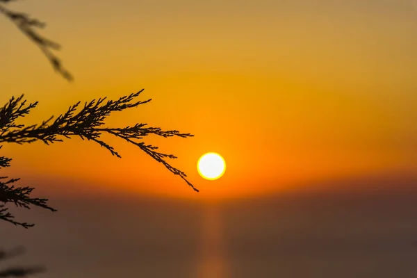 Atardecer Increíble Con Delgadas Ramas Esponjosas —  Fotos de Stock