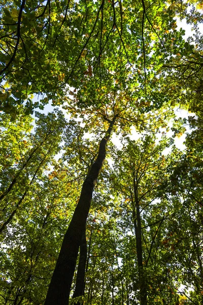 Nízký Úhel Pohledu Zeleného Lesa Stromy — Stock fotografie