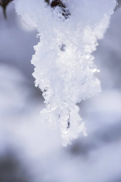 Takken Bedekt Met Sneeuw Ijs Close — Stockfoto