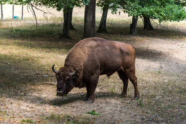 Énorme Bison Arrière Plan Prairie Forestière — Photo