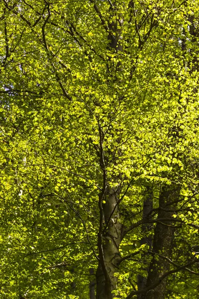 Atemberaubende Aussicht Auf Die Natur Mit Grünen Bäumen — Stockfoto