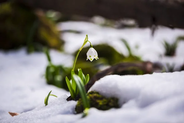 Nahaufnahme Von Erstaunlichen Bunten Blühenden Winterblume — Stockfoto