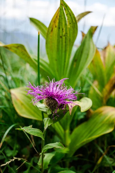 Close Amazing Colorful Blooming Flowers — Stock Photo, Image