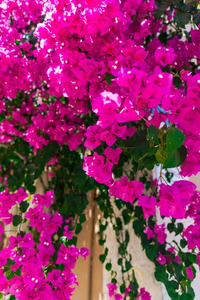 Close Tiro Flores Exuberantes Rosa Florescendo — Fotografia de Stock