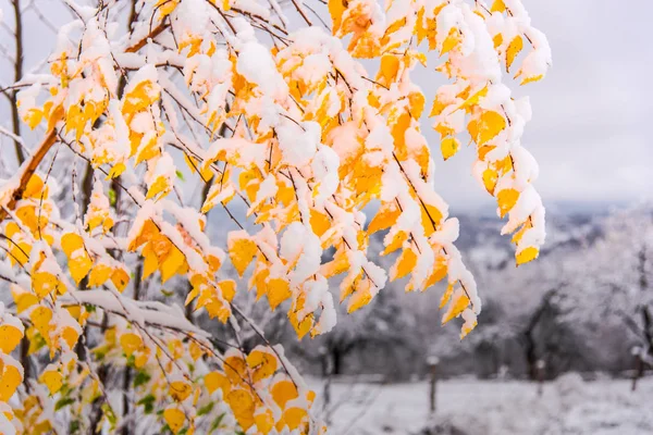 令人惊叹的自然景观与雪树 — 图库照片