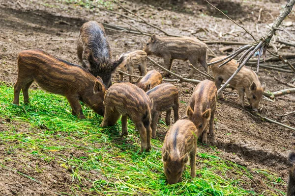 Веселі Маленькі Кабани Лісовому Лузі — стокове фото