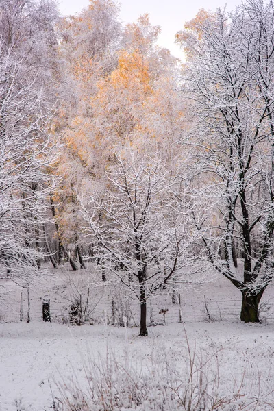 Vue Imprenable Sur Nature Avec Des Arbres Enneigés Ciel Nuageux — Photo