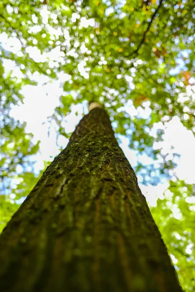 Vista Baixo Para Cima Árvore Velha Prado Floresta Outono — Fotografia de Stock