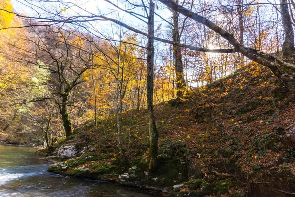 Super Povahy Pohled Tekoucí Řeky Přilehlých Zelených Stromů Okolí — Stock fotografie