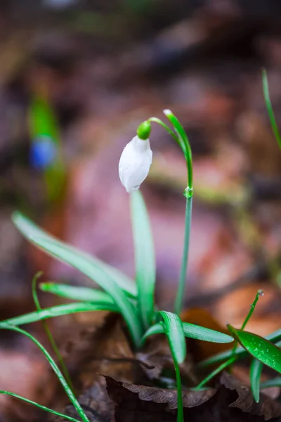 Wild Spring Flower Growing Forest Floor Early Spring — Stock Photo, Image