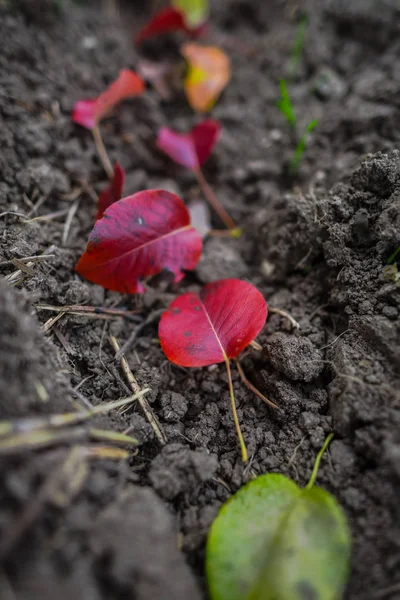 Gevallen Rode Herfst Bladeren Grond — Stockfoto