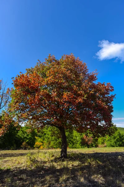 Vista Cênica Árvore Folheada Vermelha Prado Iluminado Pelo Sol — Fotografia de Stock