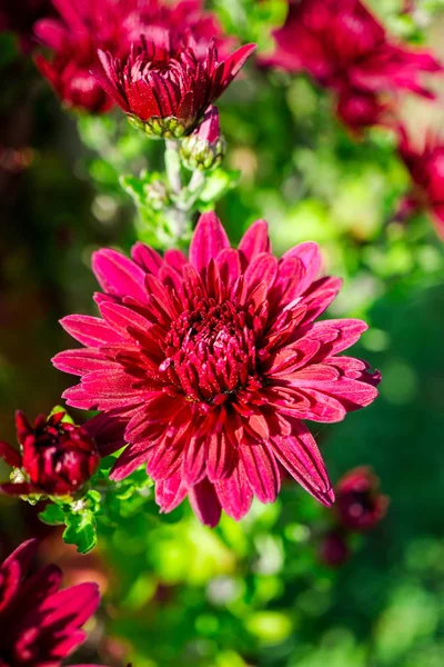 Gros Plan Fleurs Florissantes Colorées Étonnantes — Photo