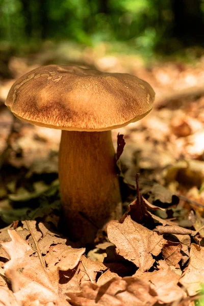 Boletus Mushroom Лесу — стоковое фото