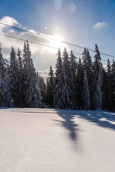 Niesamowity Widok Natura Sosny Pochmurnego Nieba Tło — Zdjęcie stockowe