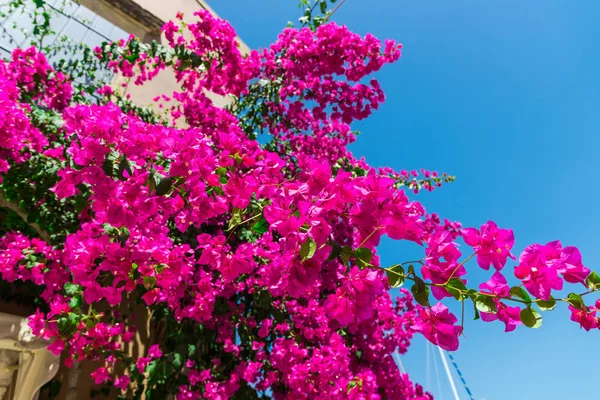 Nahaufnahme Üppig Rosa Blühender Blumen — Stockfoto