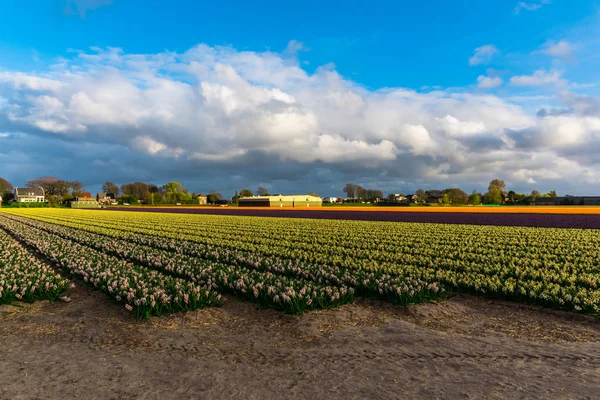 Campo Con Fiori Cielo Sfondo — Foto Stock