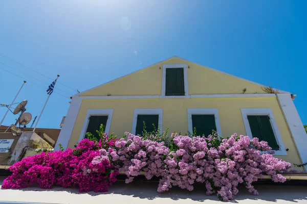 Rosa Blühender Baum Von Haus Haus Hellen Sonnenlicht — Stockfoto