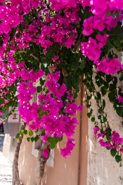 Primo Piano Colpo Lussureggianti Fiori Rosa Fiore — Foto Stock