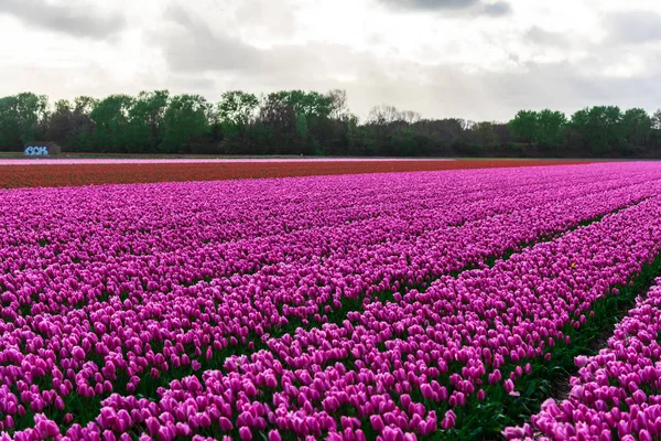 Мальовничий Вид Рожеві Тюльпани Цвітуть Під Хмарним Небом — стокове фото