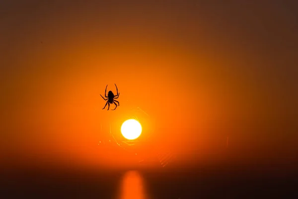 背景に劇的な夕日を持つクモ — ストック写真