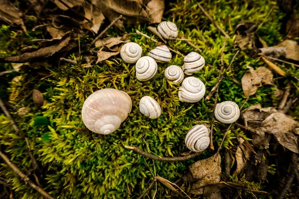 Champignon Intérieur Forêt — Photo