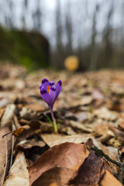 Nahaufnahme Von Erstaunlichen Bunten Blühenden Winterblumen — Stockfoto