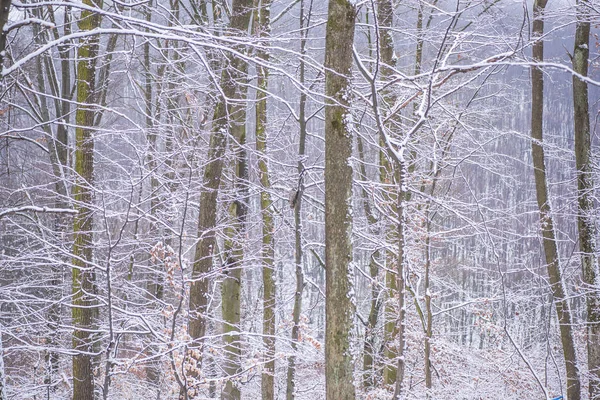 Arbres Branches Nus Recouverts Neige Dans Forêt Hivernale — Photo