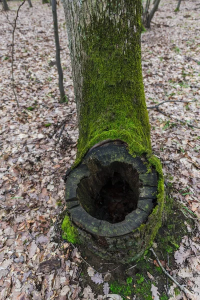 Árbol Viejo Cubierto Musgo Verde Prado Del Bosque Otoño — Foto de Stock