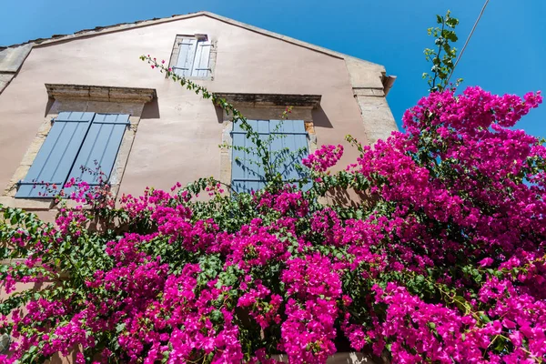 Árvore Florescendo Rosa Pela Casa Luz Solar Brilhante — Fotografia de Stock
