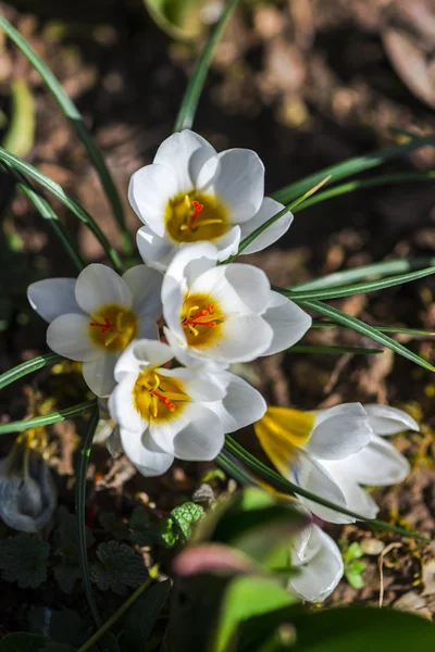 Nahaufnahme Von Erstaunlich Zarten Blühenden Blumen — Stockfoto