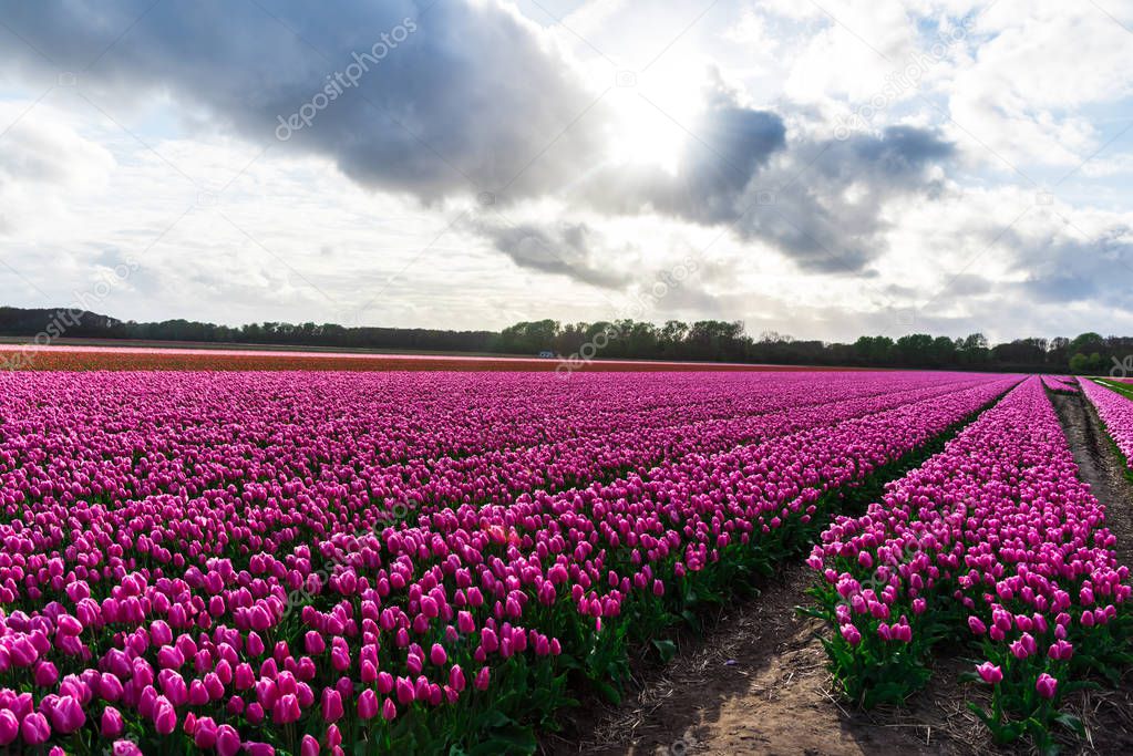 scenic view of pink tulips blooming field under cloudy sky