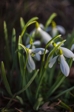 Şaşırtıcı ihale çiçek açan çiçekler yakın çekim