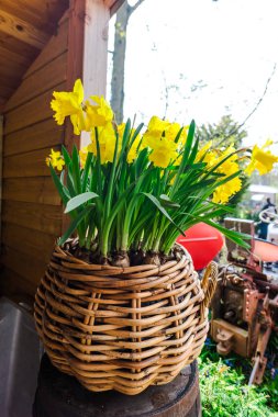 İnanılmaz renkli çiçek açan çiçekler yakın çekim 