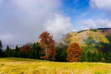 Ağaçlar ve bulutlu gökyüzü arka plan şaşırtıcı doğa manzaralı