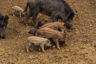 Komik küçük domuzu orman çayır üzerinde