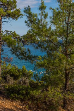 Ağaç ve denizin üstünden manzara