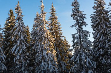 Çam ağaçları ve bulutlu gökyüzü arka plan şaşırtıcı doğa manzaralı