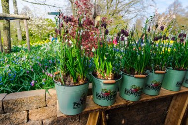 İnanılmaz renkli çiçek açan çiçekler yakın çekim 